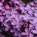 fleur